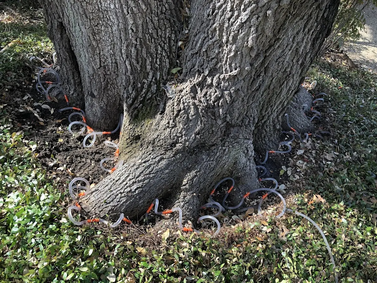 Detailed Tree Cabling and Bracing job site in New Britain