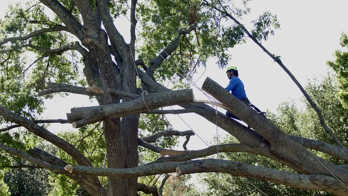 Professional Hazardous Tree Removal performed by certified arborists in New Britain